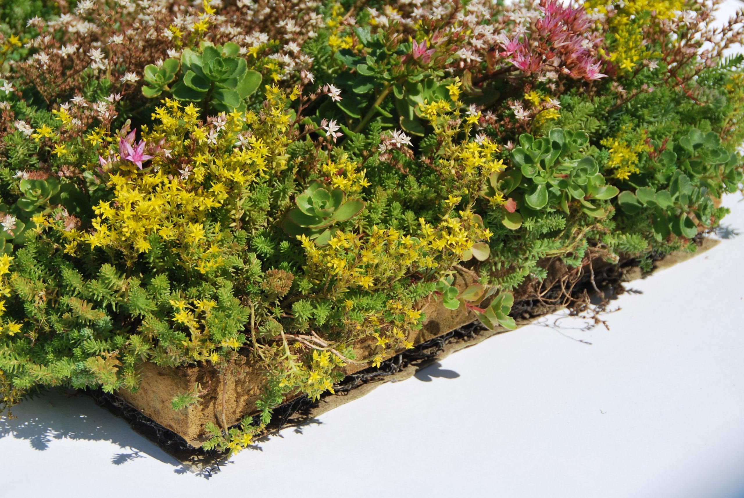 Place 'n Go Sedumtray