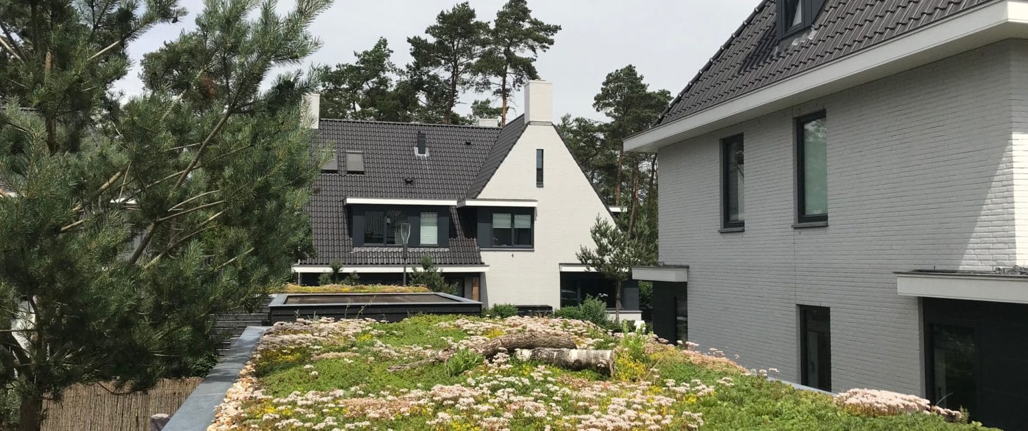 Sempergreen Groendak sedumdak