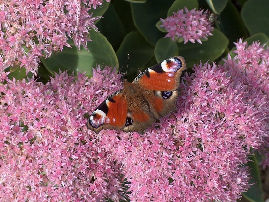sedum vlinder