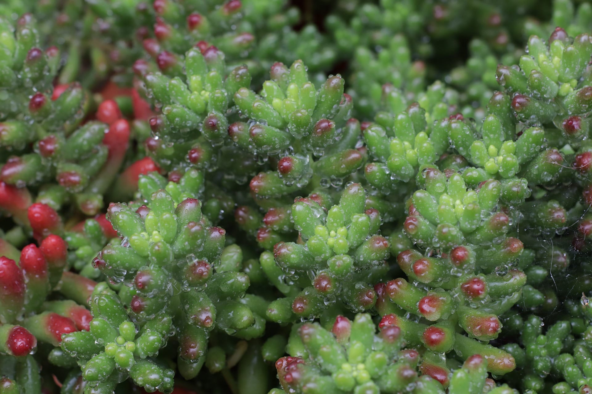 sedum sedumdak
